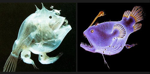 anglerfish-and-male